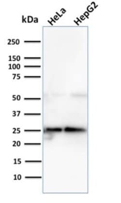 Glyoxalase I Antibody (CPTC-GLO1-3) - Azide and BSA Free, Novus Biologicals 100 &mu;g | Buy Online | Novus Biologicals | Fisher Scientific